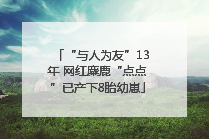 “与人为友”13年 网红麋鹿“点点”已产下8胎幼崽