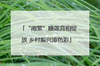 “南繁”睡莲竞相绽放 乡村振兴添色彩