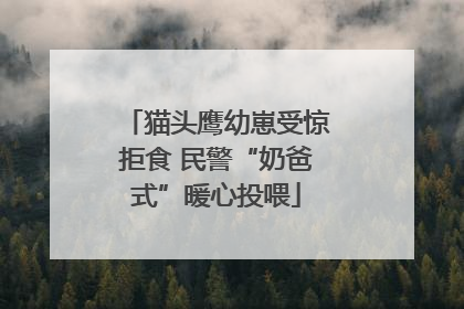 猫头鹰幼崽受惊拒食 民警“奶爸式”暖心投喂
