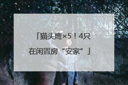 猫头鹰×5！4只在闲置房“安家”