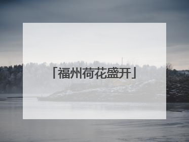 福州荷花盛开