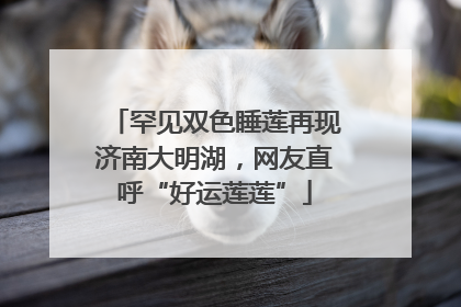 罕见双色睡莲再现济南大明湖，网友直呼“好运莲莲”