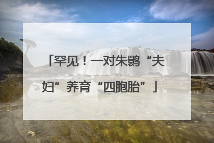 罕见！一对朱鹮“夫妇”养育“四胞胎”
