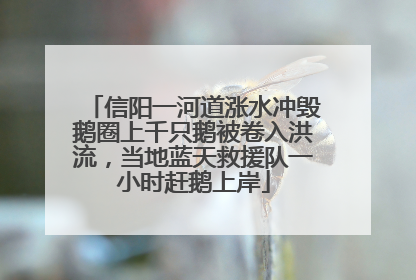信阳一河道涨水冲毁鹅圈上千只鹅被卷入洪流，当地蓝天救援队一小时赶鹅上岸