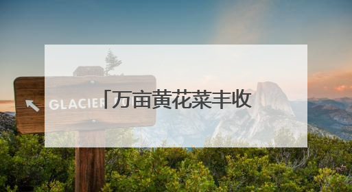 万亩黄花菜丰收季：“质量 + 安全” 驱动产业高质量发展