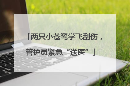 两只小苍鹭学飞刮伤，管护员紧急“送医”