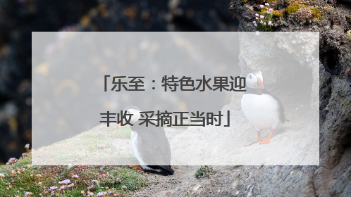乐至：特色水果迎丰收 采摘正当时