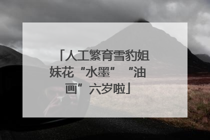 人工繁育雪豹姐妹花“水墨”“油画”六岁啦