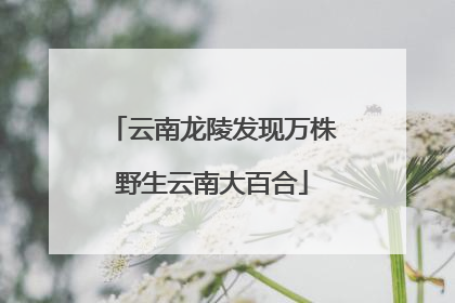 云南龙陵发现万株野生云南大百合