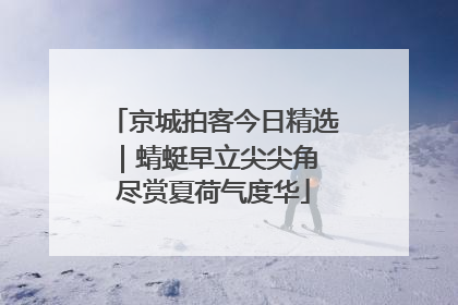 京城拍客今日精选｜蜻蜓早立尖尖角 尽赏夏荷气度华