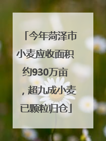 今年菏泽市小麦应收面积约930万亩，超九成小麦已颗粒归仓