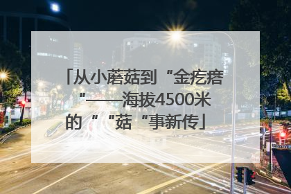 从小蘑菇到“金疙瘩“——海拔4500米的““菇“事新传