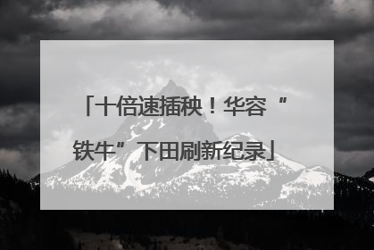 十倍速插秧！华容“铁牛”下田刷新纪录