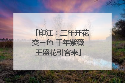 印江：三年开花变三色 千年紫薇王盛花引客来
