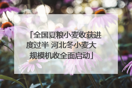 全国夏粮小麦收获进度过半 河北冬小麦大规模机收全面启动