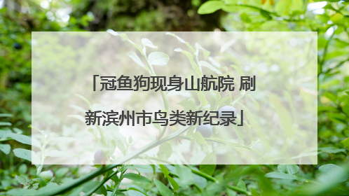冠鱼狗现身山航院 刷新滨州市鸟类新纪录