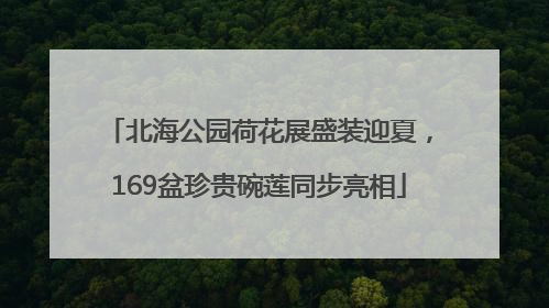 北海公园荷花展盛装迎夏，169盆珍贵碗莲同步亮相