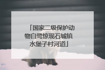 国家二级保护动物白鹭惊现石城镇水堡子村河道
