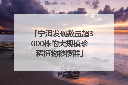 宁洱发现数量超3000株的大规模珍稀植物桫椤群