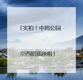 实拍！中坞公园京西稻插秧啦