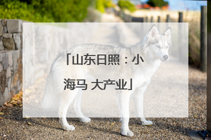 山东日照：小海马 大产业