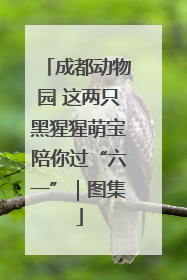 成都动物园 这两只黑猩猩萌宝陪你过“六一”｜图集