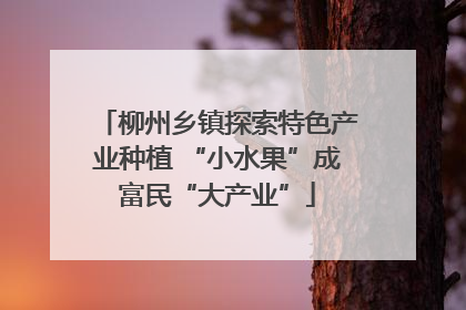 柳州乡镇探索特色产业种植 “小水果”成富民“大产业”