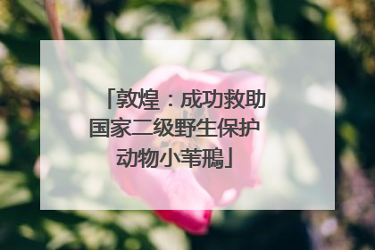 敦煌：成功救助国家二级野生保护动物小苇鳽