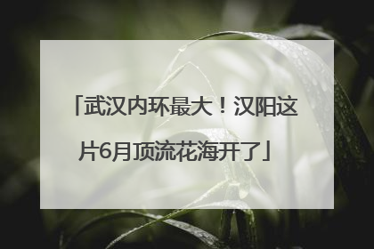 武汉内环最大！汉阳这片6月顶流花海开了