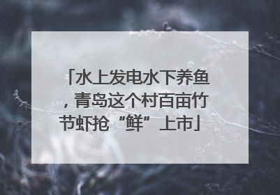 水上发电水下养鱼，青岛这个村百亩竹节虾抢“鲜”上市
