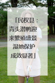 民权县：青头潜鸭迎来繁殖盛景 湿地保护成效显著