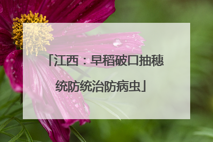 江西：早稻破口抽穗 统防统治防病虫