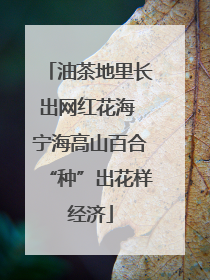 油茶地里长出网红花海 宁海高山百合“种”出花样经济