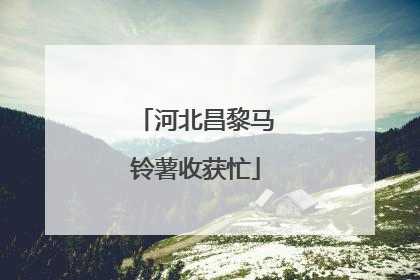 河北昌黎马铃薯收获忙