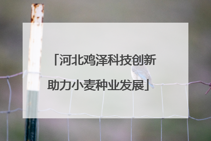 河北鸡泽科技创新助力小麦种业发展