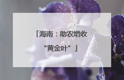 海南：助农增收 “黄金叶”