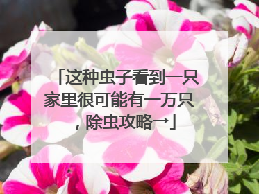 这种虫子看到一只家里很可能有一万只，除虫攻略→