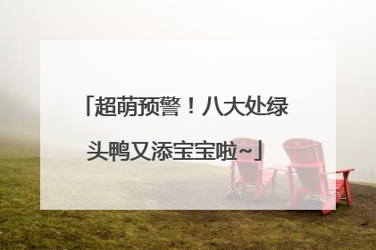 超萌预警！八大处绿头鸭又添宝宝啦~