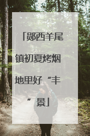 郧西羊尾镇初夏烤烟地里好“丰”景