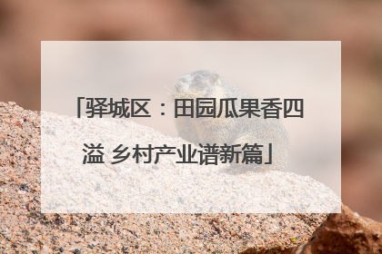 驿城区：田园瓜果香四溢 乡村产业谱新篇